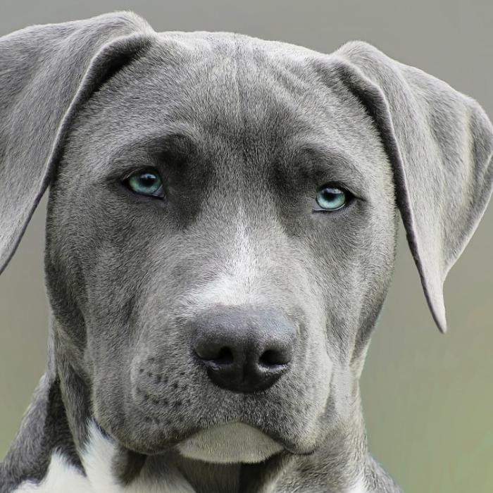 青い瞳の子犬