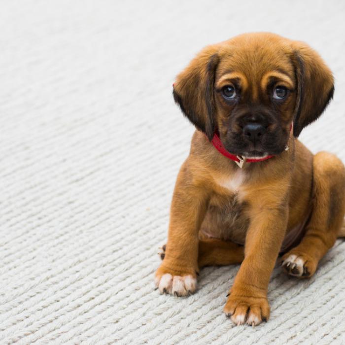 つぶらな瞳の子犬